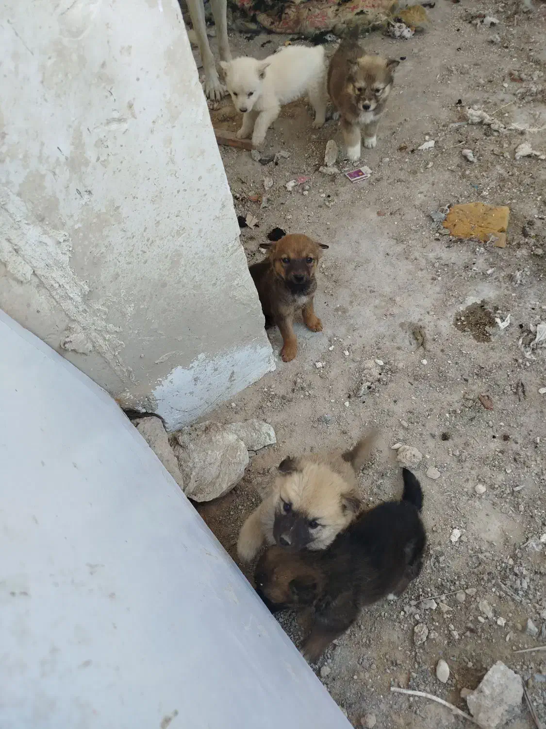 توله ژرمن|سگ|چاه ورز, |دیوار