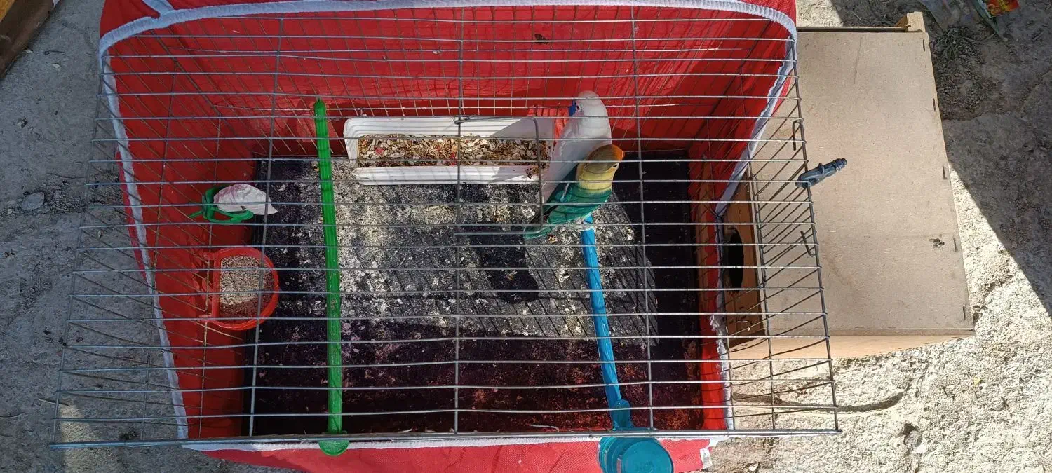 طوطی|پرنده|هندیجان, |دیوار