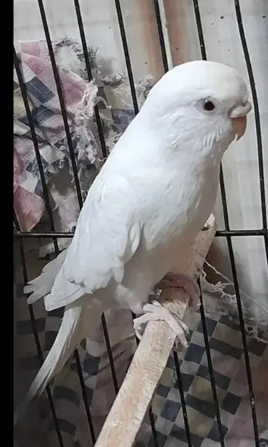 مرغ عشق|پرنده|هیرمند, |دیوار