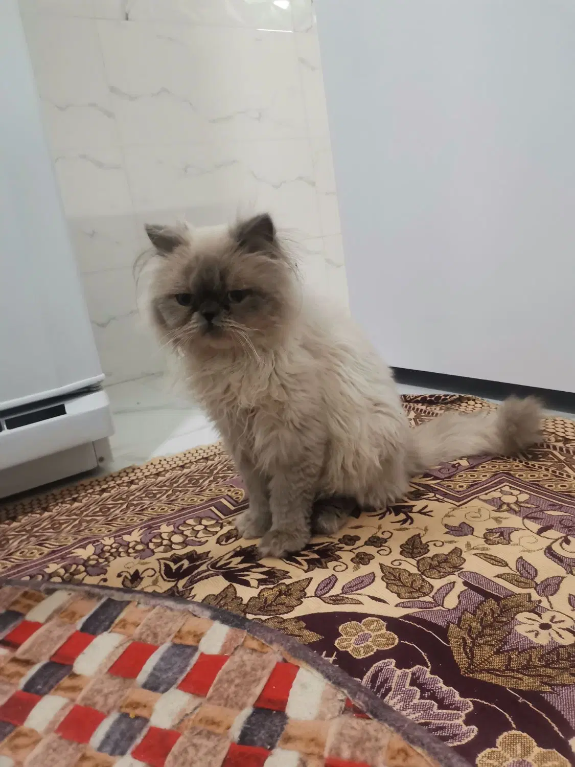 گربه|گربه|تربت‌حیدریه, ترمینال|دیوار