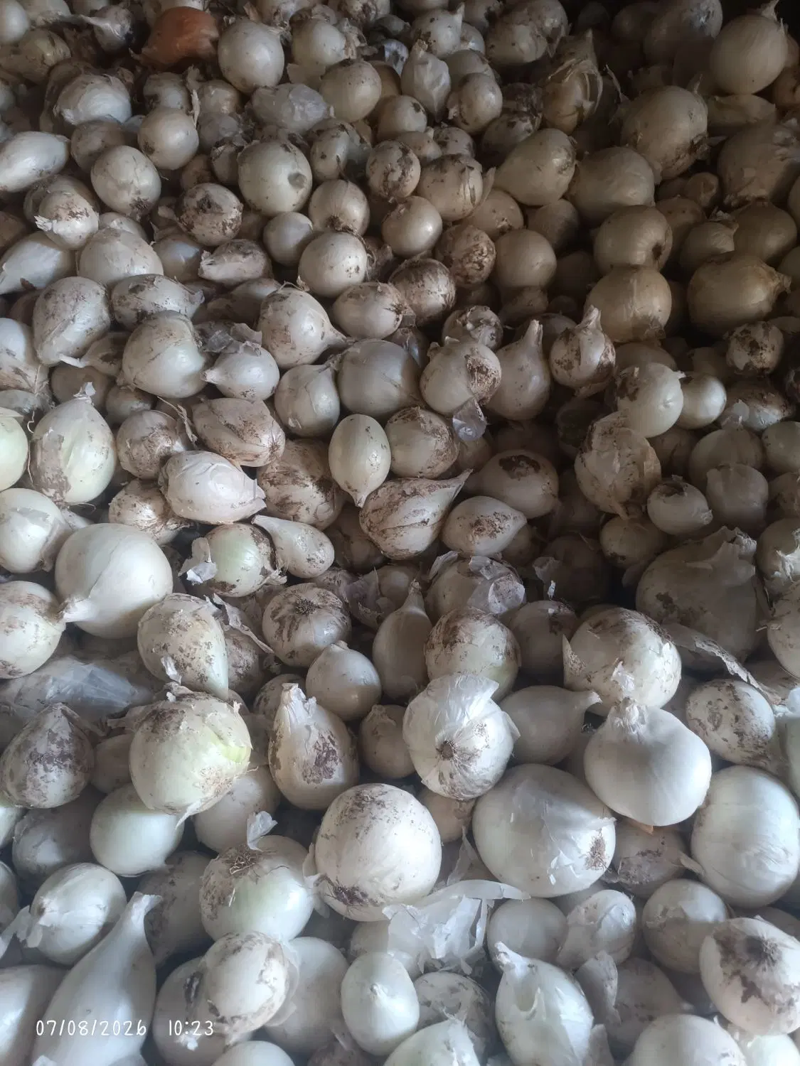 پیاز|خوردنی و آشامیدنی|طارم (قزوین), |دیوار