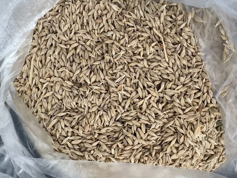 جو آبی|خوردنی و آشامیدنی|قیدار, |دیوار