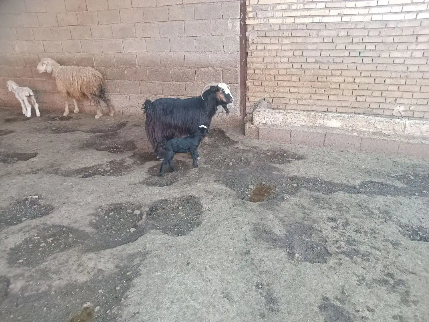 بزغاله|حیوانات مزرعه|دزفول, |دیوار