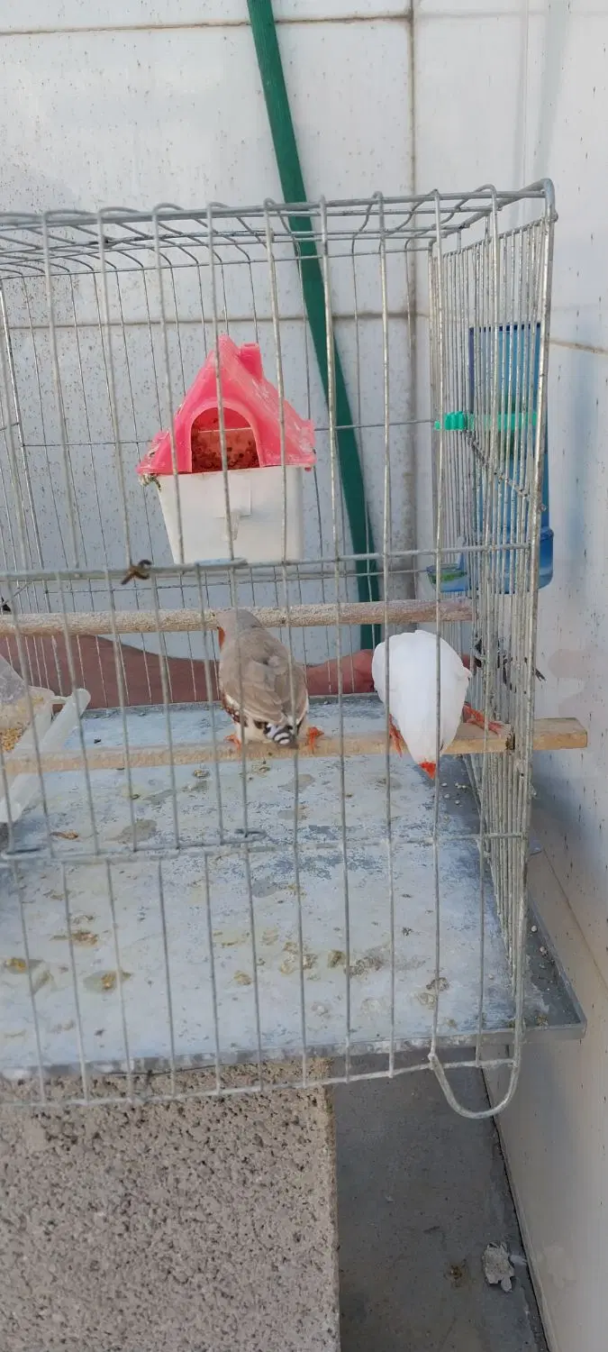 فنچ|پرنده|مسجد سلیمان, |دیوار