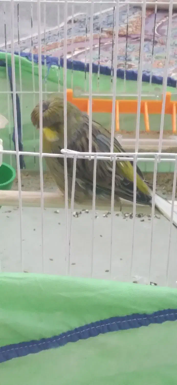 قناری|پرنده|اهواز, حصیرآباد|دیوار