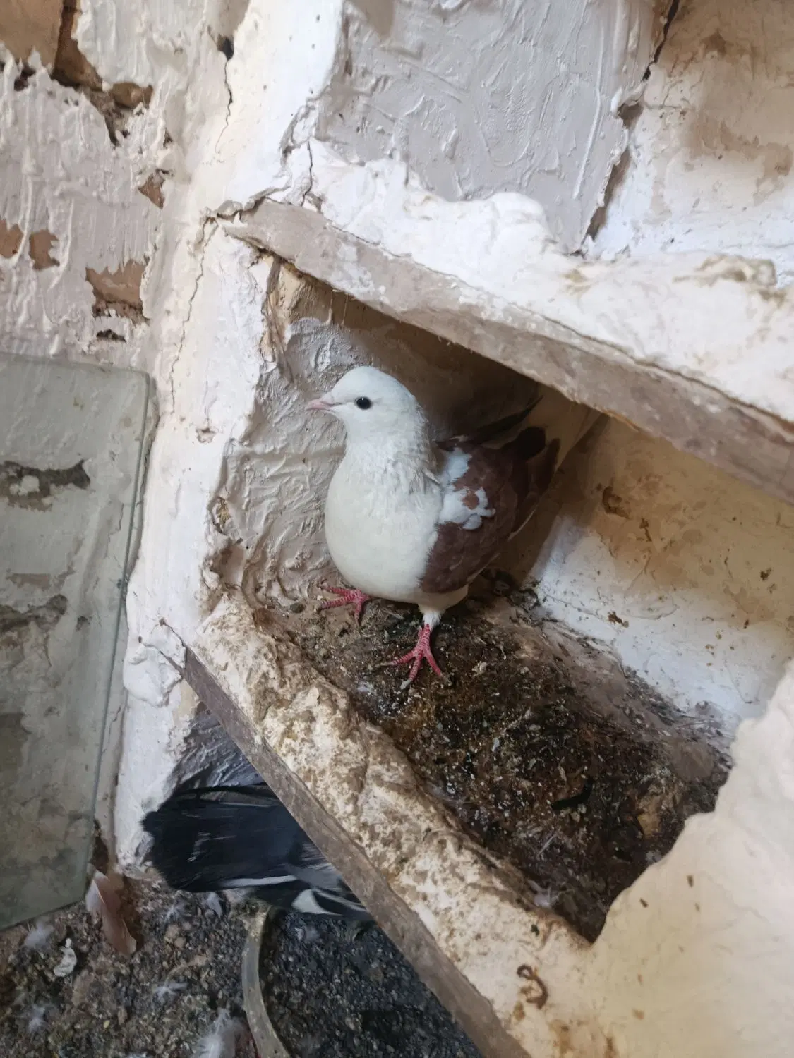 کبوتر|پرنده|کمره, |دیوار