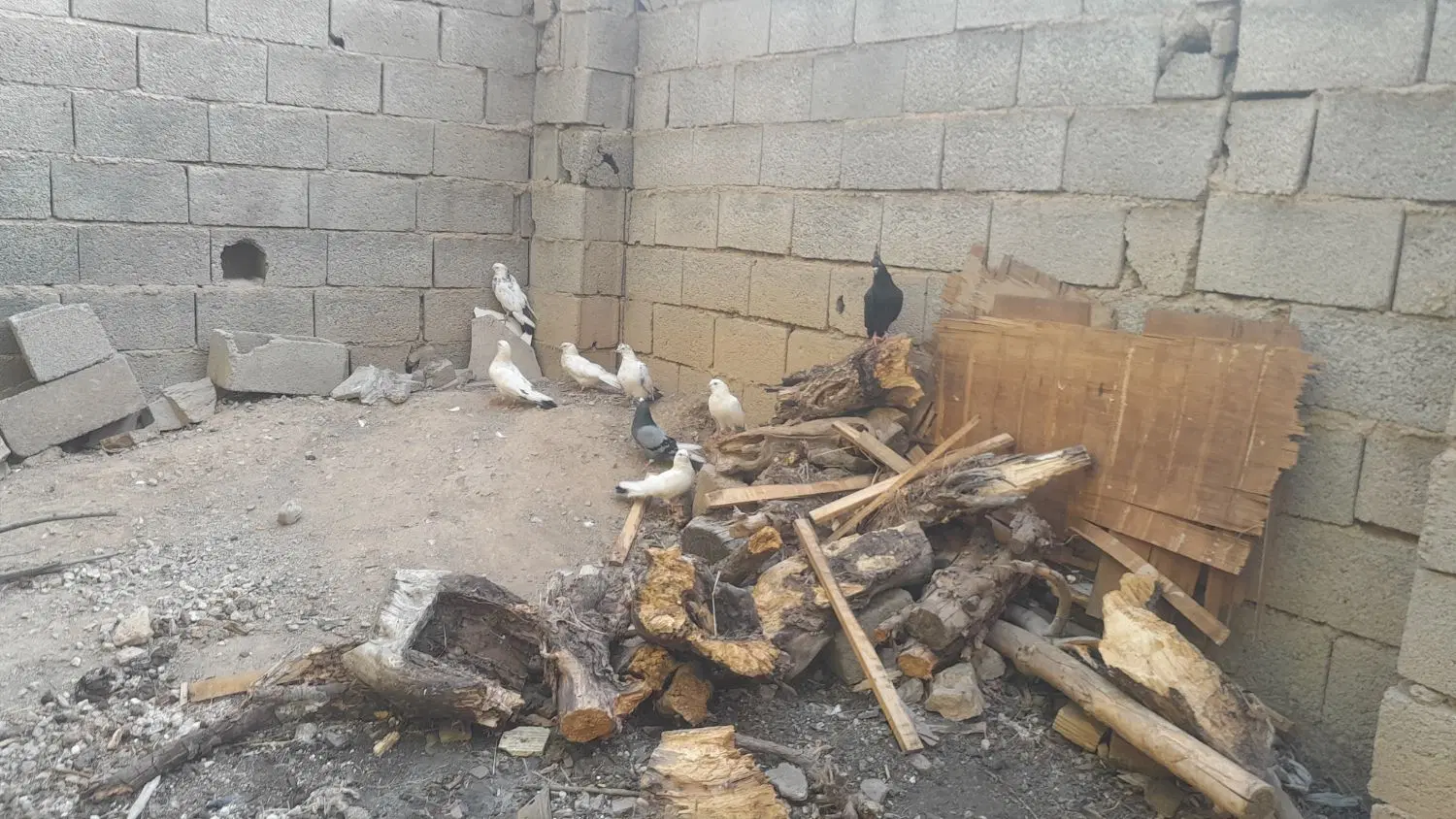 کبوتر|پرنده|لاران, |دیوار