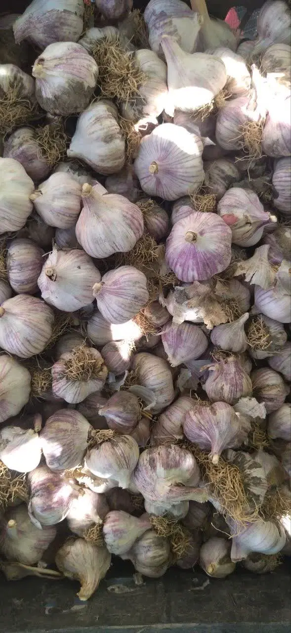 سیر|خوردنی و آشامیدنی|تیران, |دیوار