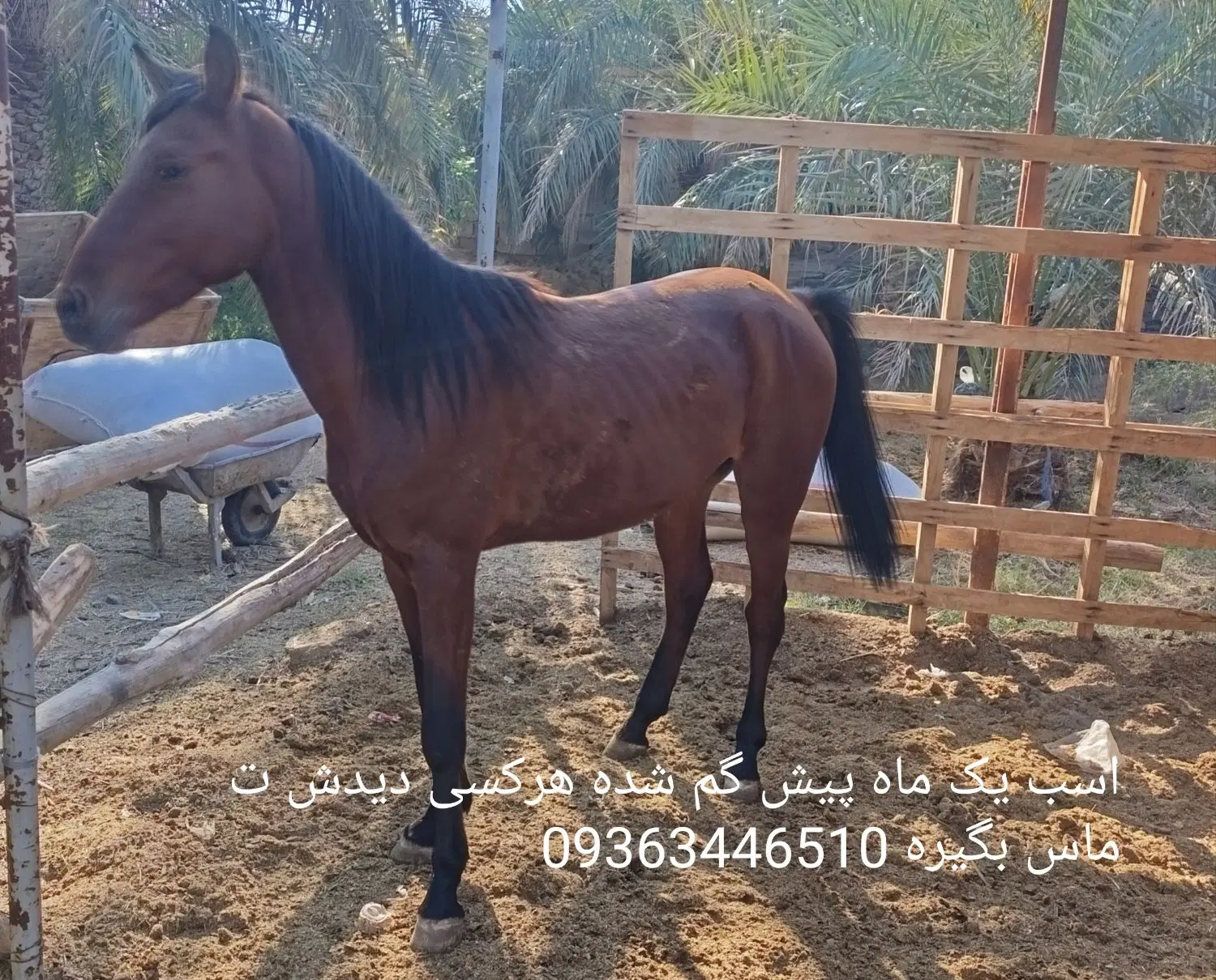 اسب|اسب و تجهیزات اسبسواری|بم, |دیوار