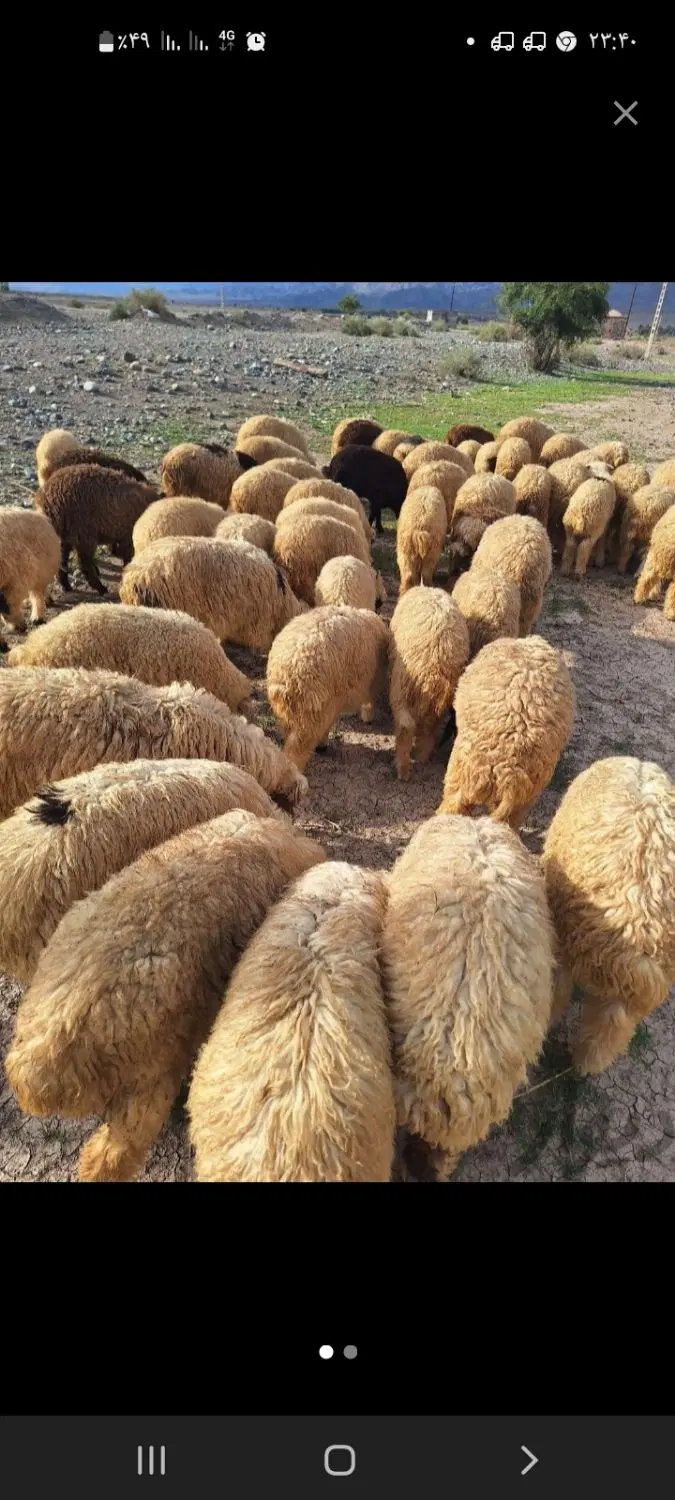 ۱۳۲۰۰۰۰|حیوانات مزرعه|درب بهشت, |دیوار