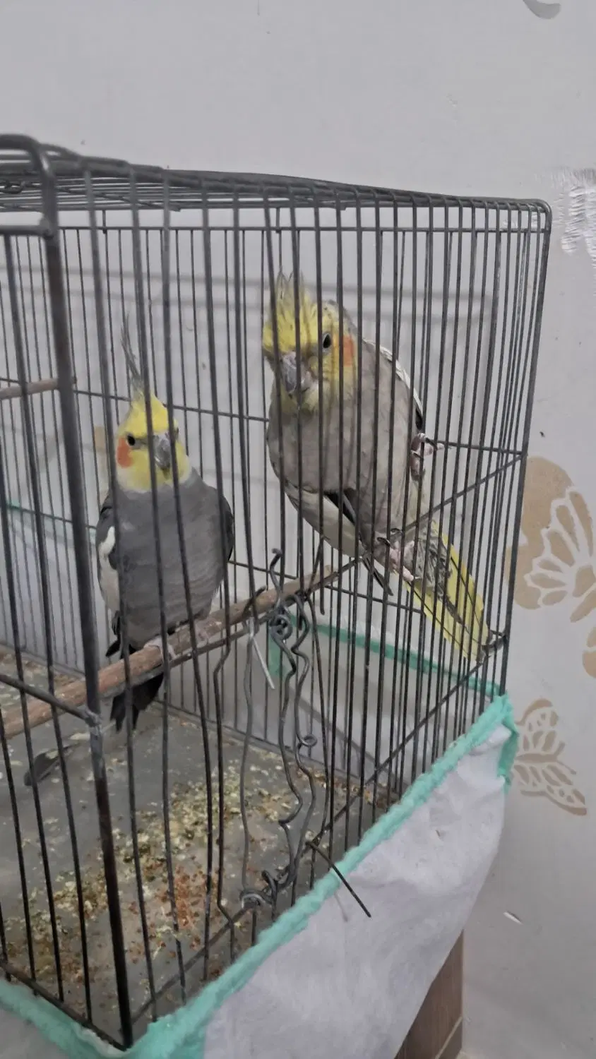 طوطی|پرنده|مسجد سلیمان, |دیوار
