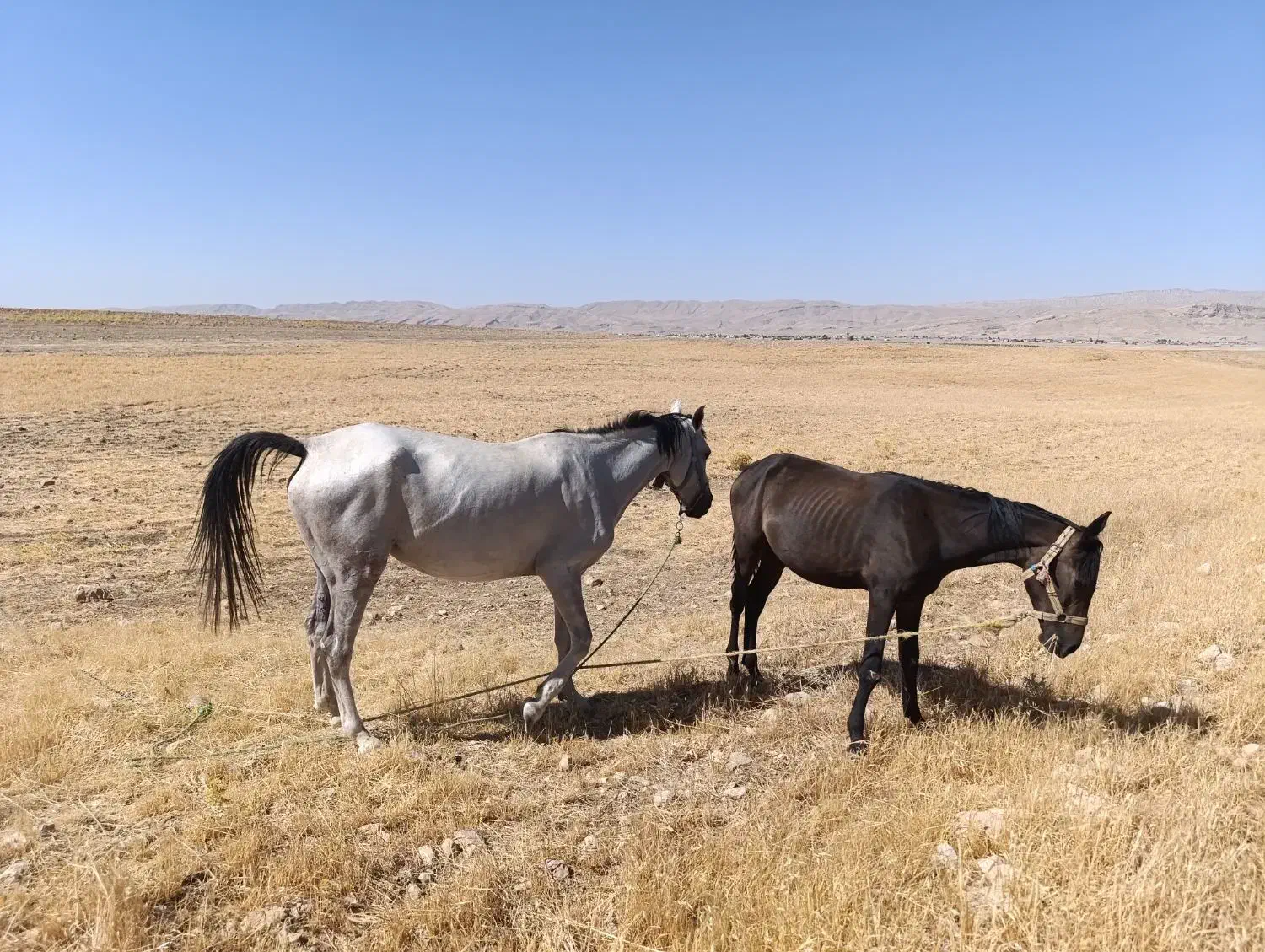 اسب|اسب و تجهیزات اسبسواری|سوری, |دیوار