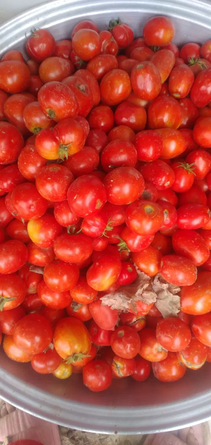 گوجه|عمده‌فروشی|ارس, |دیوار