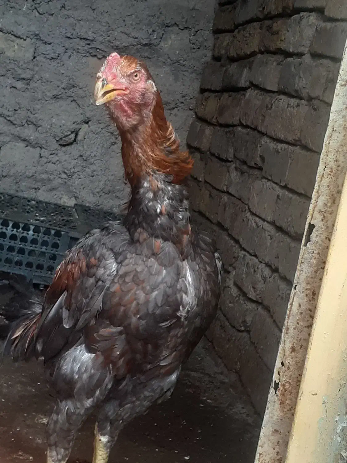 مرغ وخروس لاری|حیوانات مزرعه|قزوین, |دیوار