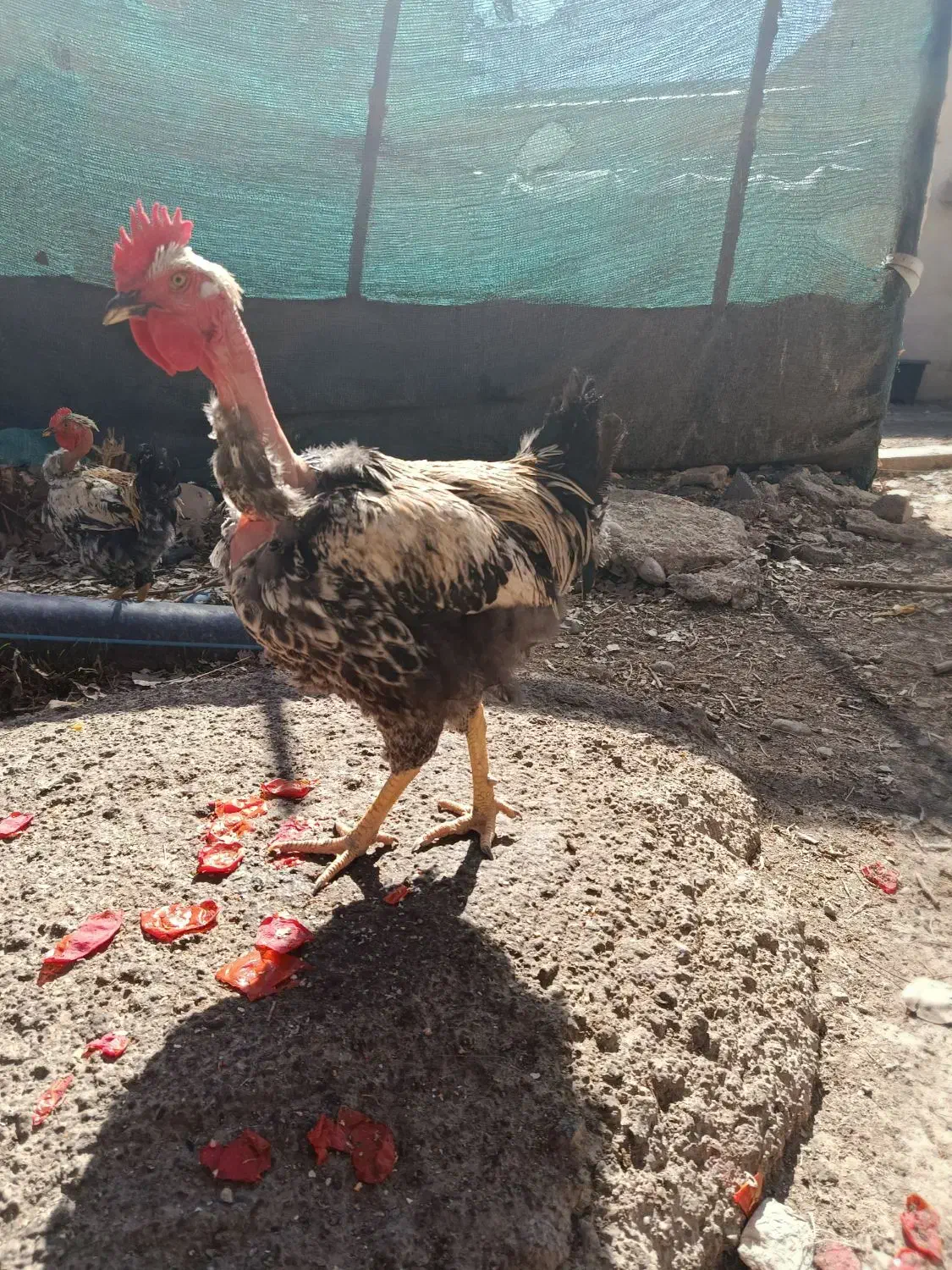 خروس|حیوانات مزرعه|محمدشهر, کوی بهار|دیوار