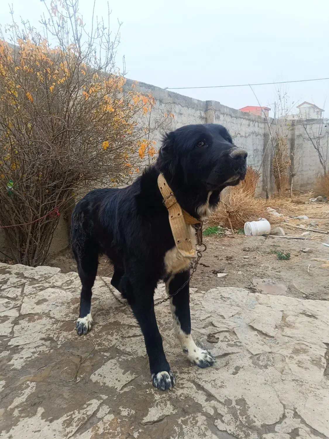 سگ خانگی|سگ|شیروان (خراسان), |دیوار