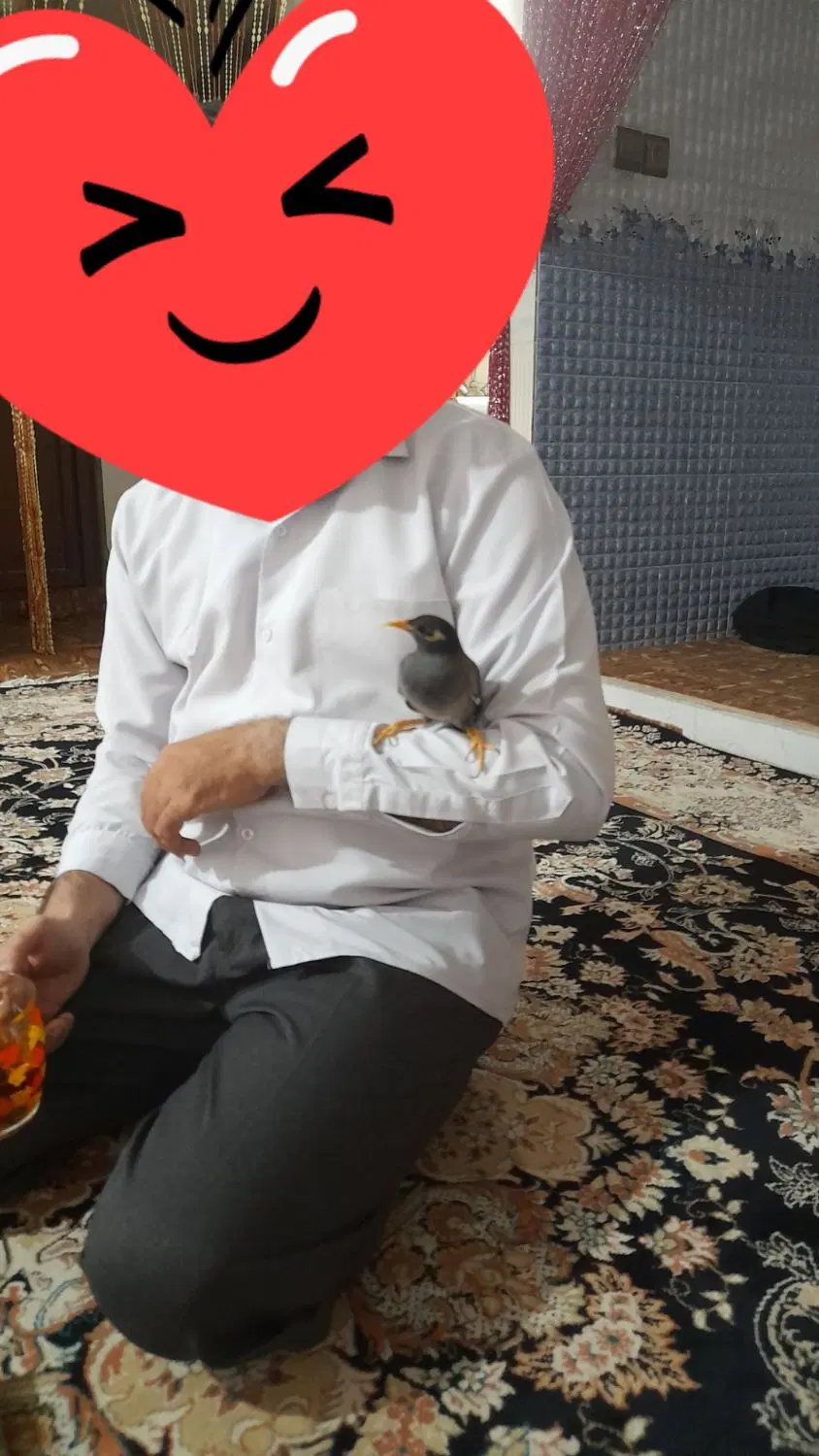 مرغ مینا|پرنده|اصفهان, عطار نیشابوری|دیوار