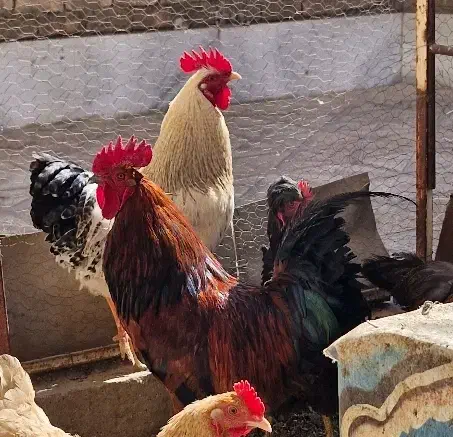 خروس|حیوانات مزرعه|مبارکه, |دیوار