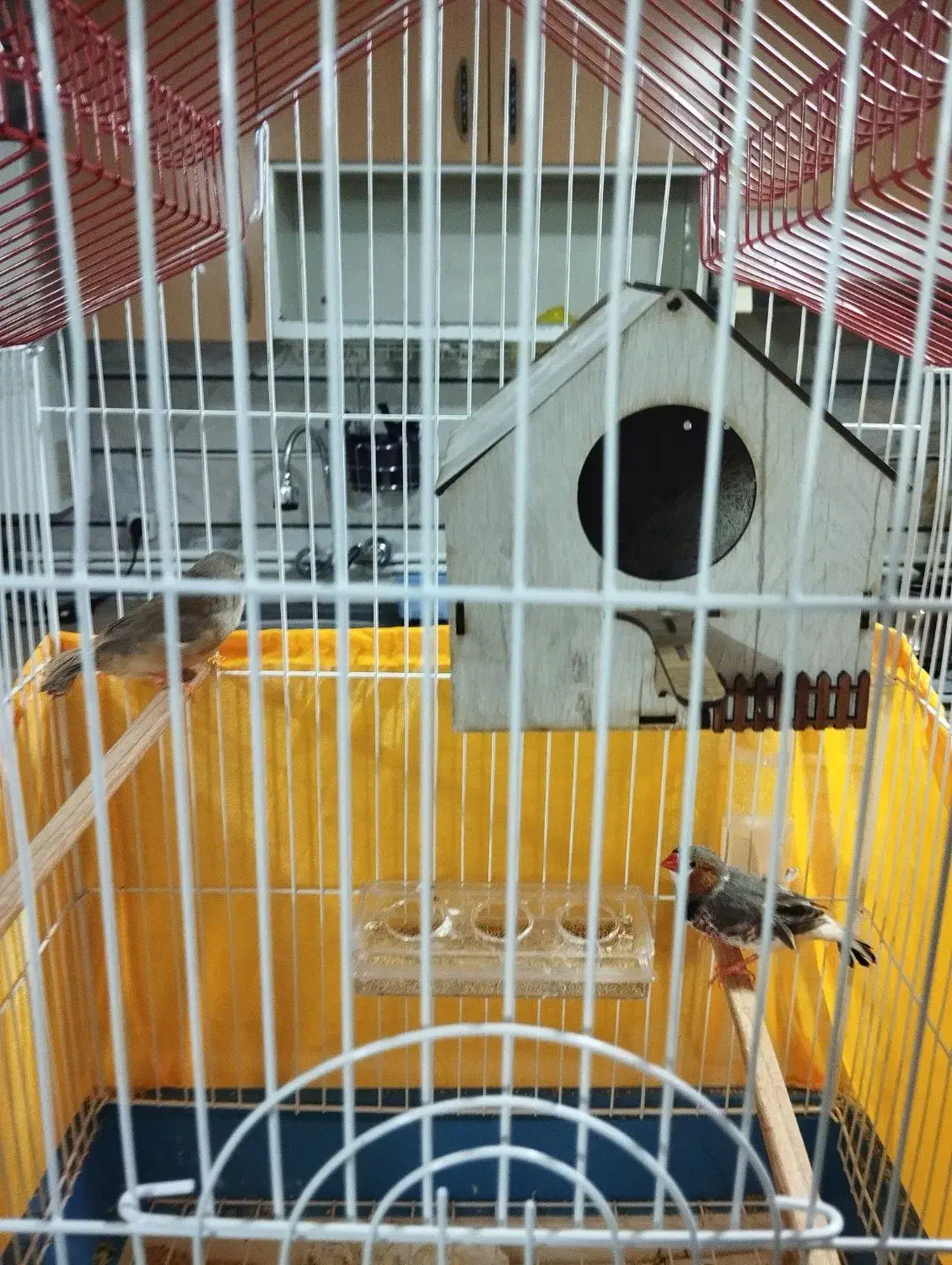 یک جفت فنچ کینگ بدون قفس.|پرنده|قزوین, |دیوار