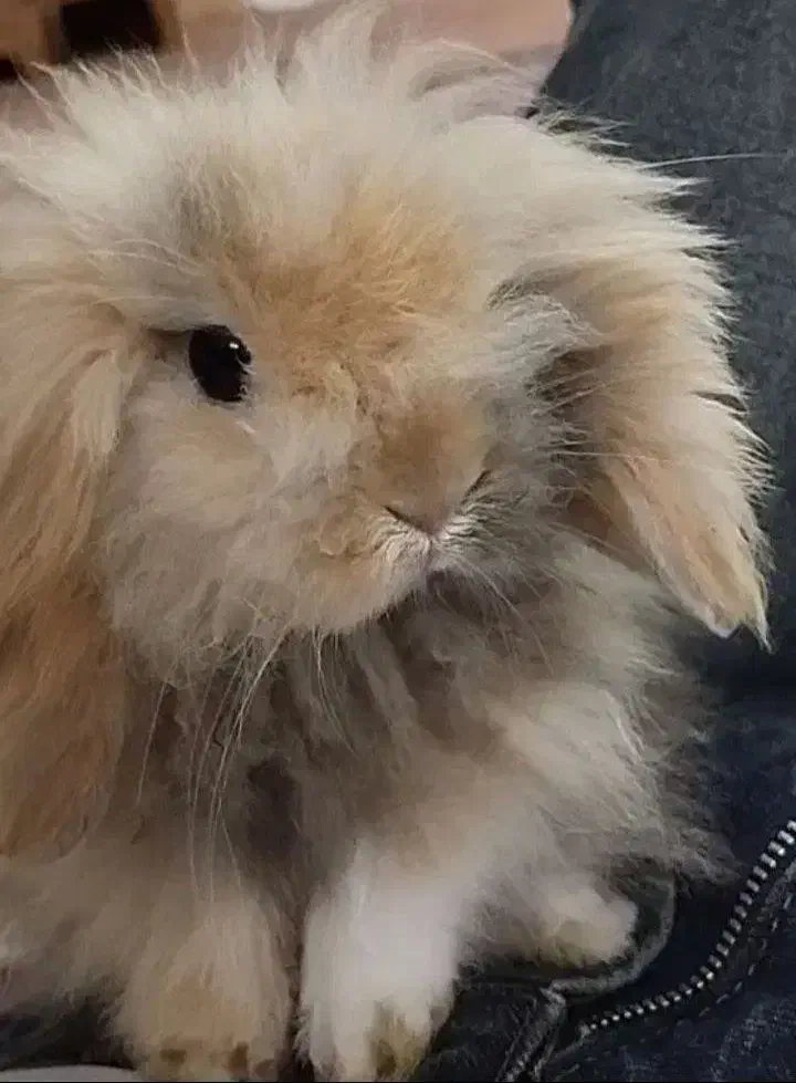 خرگوش لپ|موش و خرگوش|مرند, |دیوار