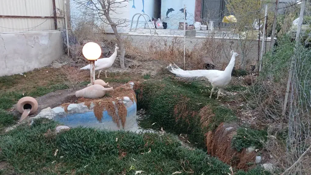 طاووس سفید|پرنده|تهران, سلیمانی|دیوار