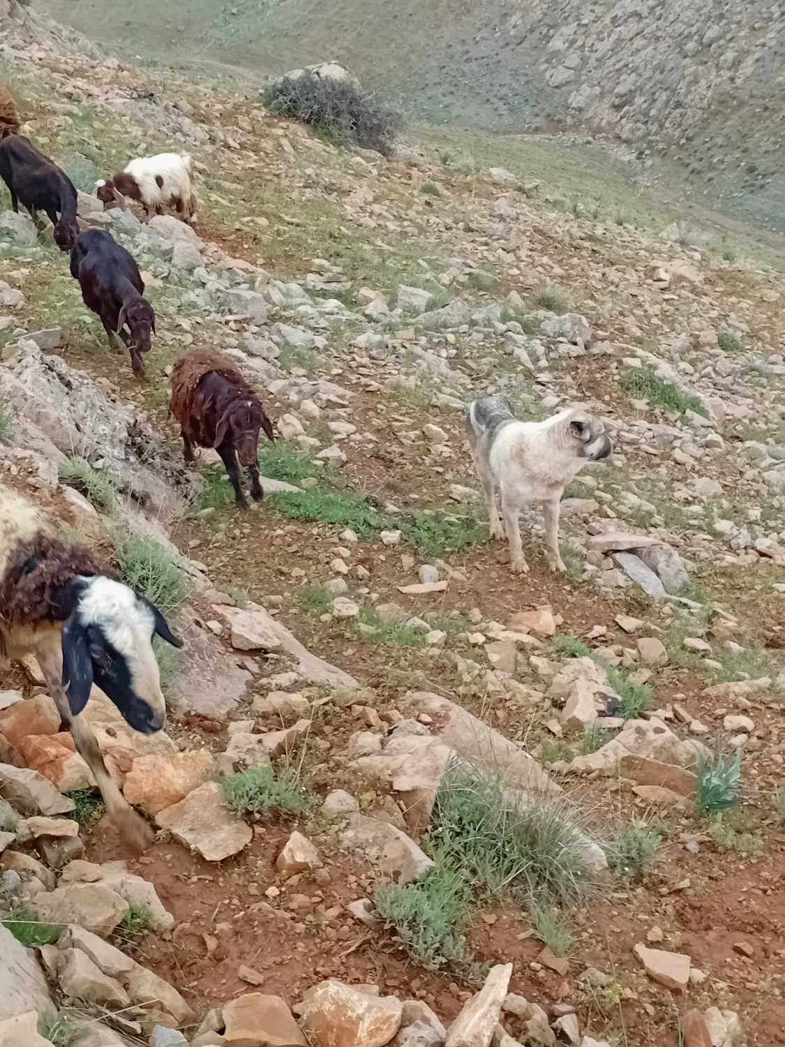 فروشی|سگ|عجب شیر, |دیوار