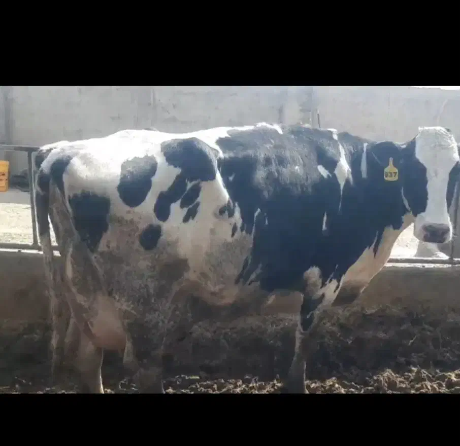 گاو|حیوانات مزرعه|شاهین‌شهر, برخوار غرب|دیوار