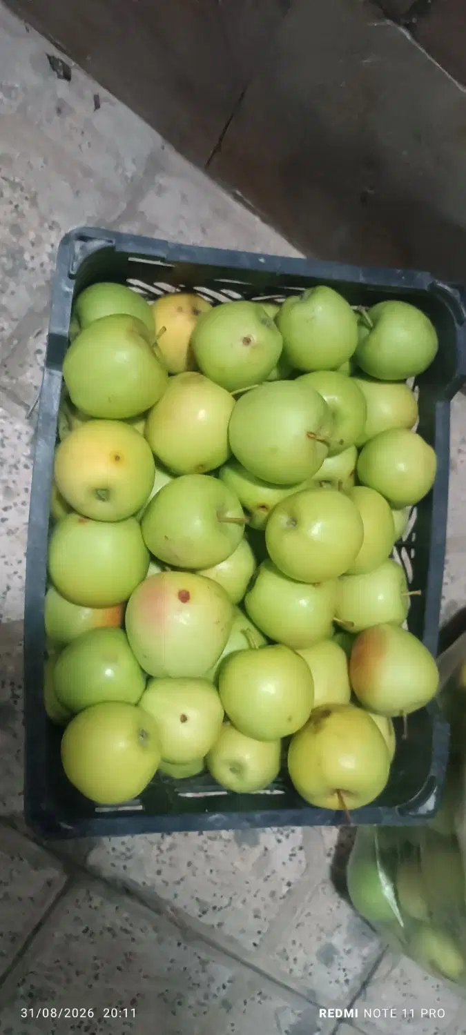 سیب زرد|خوردنی و آشامیدنی|مشهد, گاز|دیوار