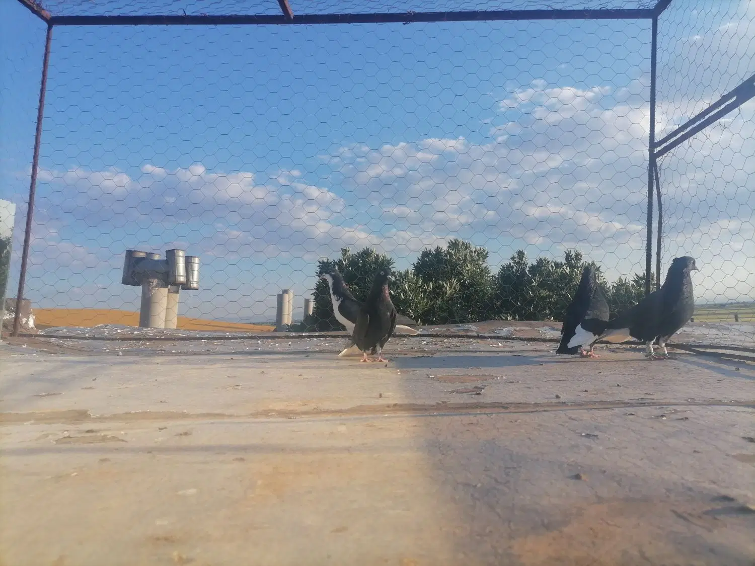 کبوتر|پرنده|دشتابی, |دیوار