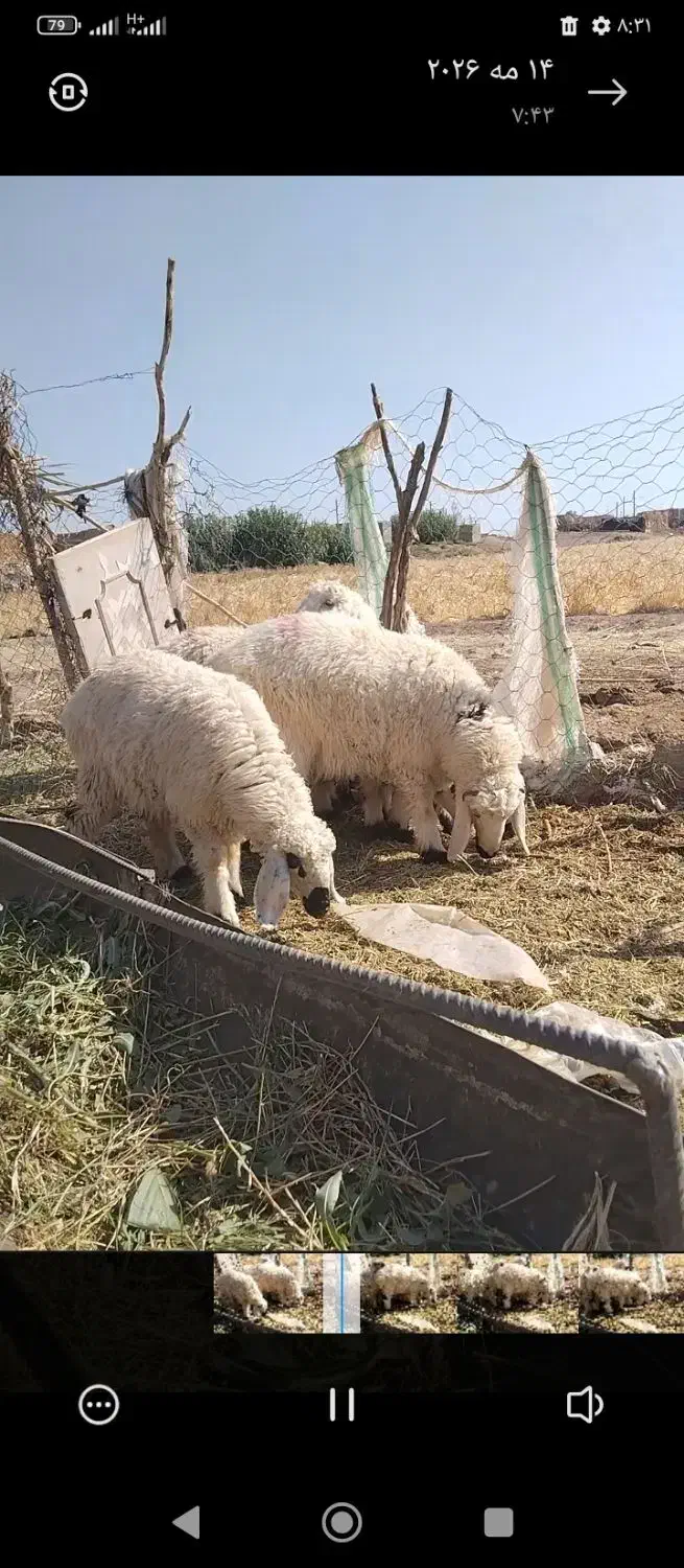 بره|حیوانات مزرعه|گوهرکوه, |دیوار