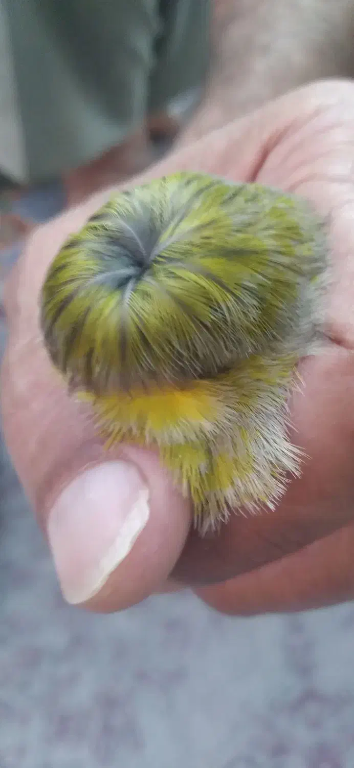 قناری|پرنده|اهواز, حصیرآباد|دیوار