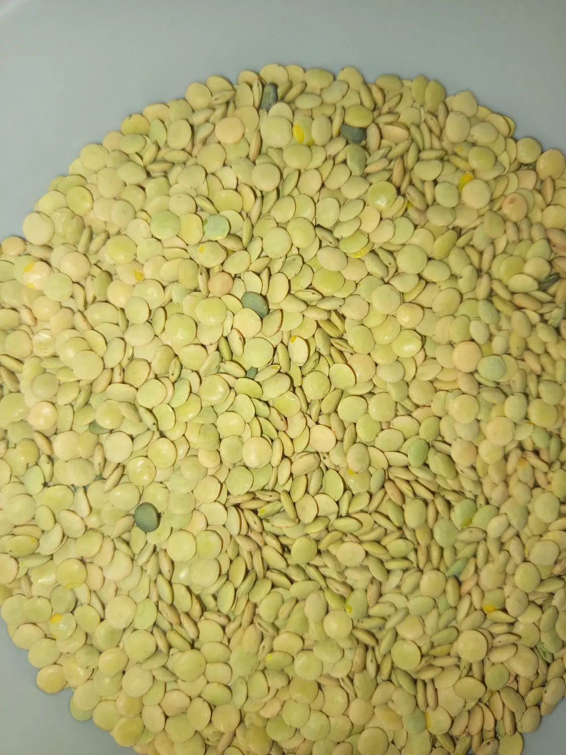 عدس|خوردنی و آشامیدنی|بزینه رود, |دیوار