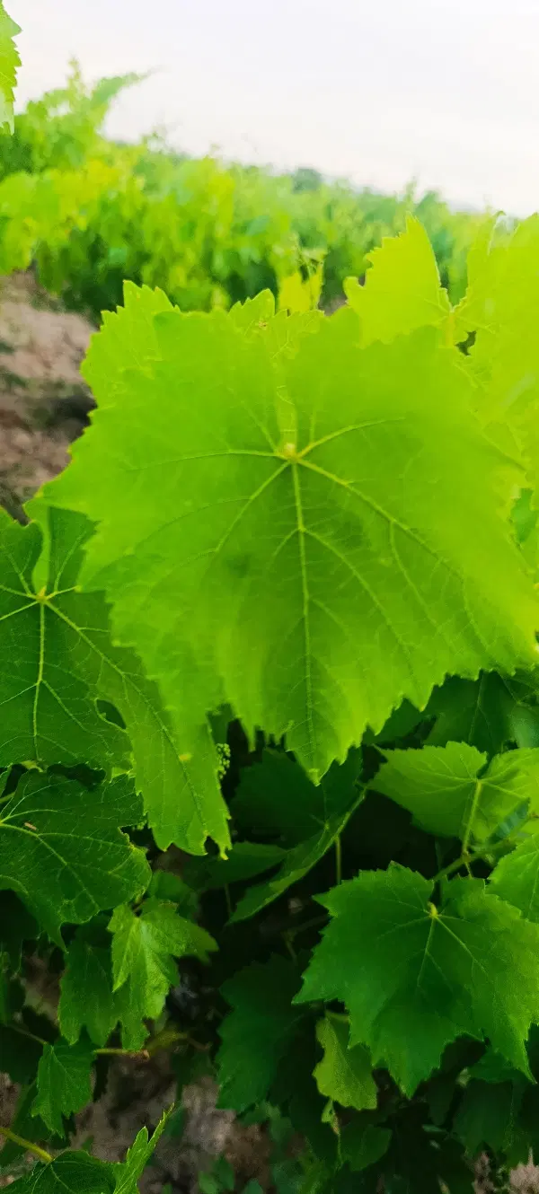 برگ دلمه|خوردنی و آشامیدنی|فاروج, |دیوار