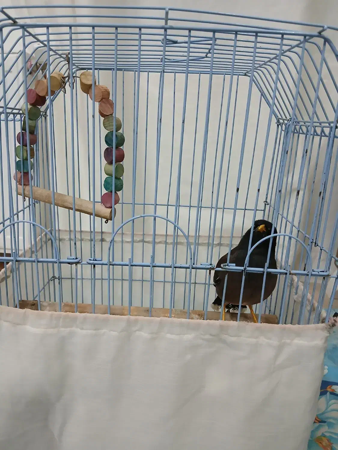 مرغ مینا|پرنده|اردبیل, |دیوار