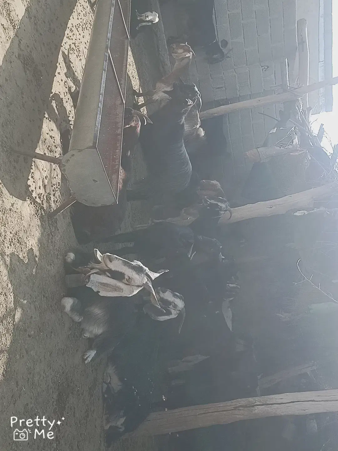 بز داشتی|حیوانات مزرعه|لامرد, |دیوار