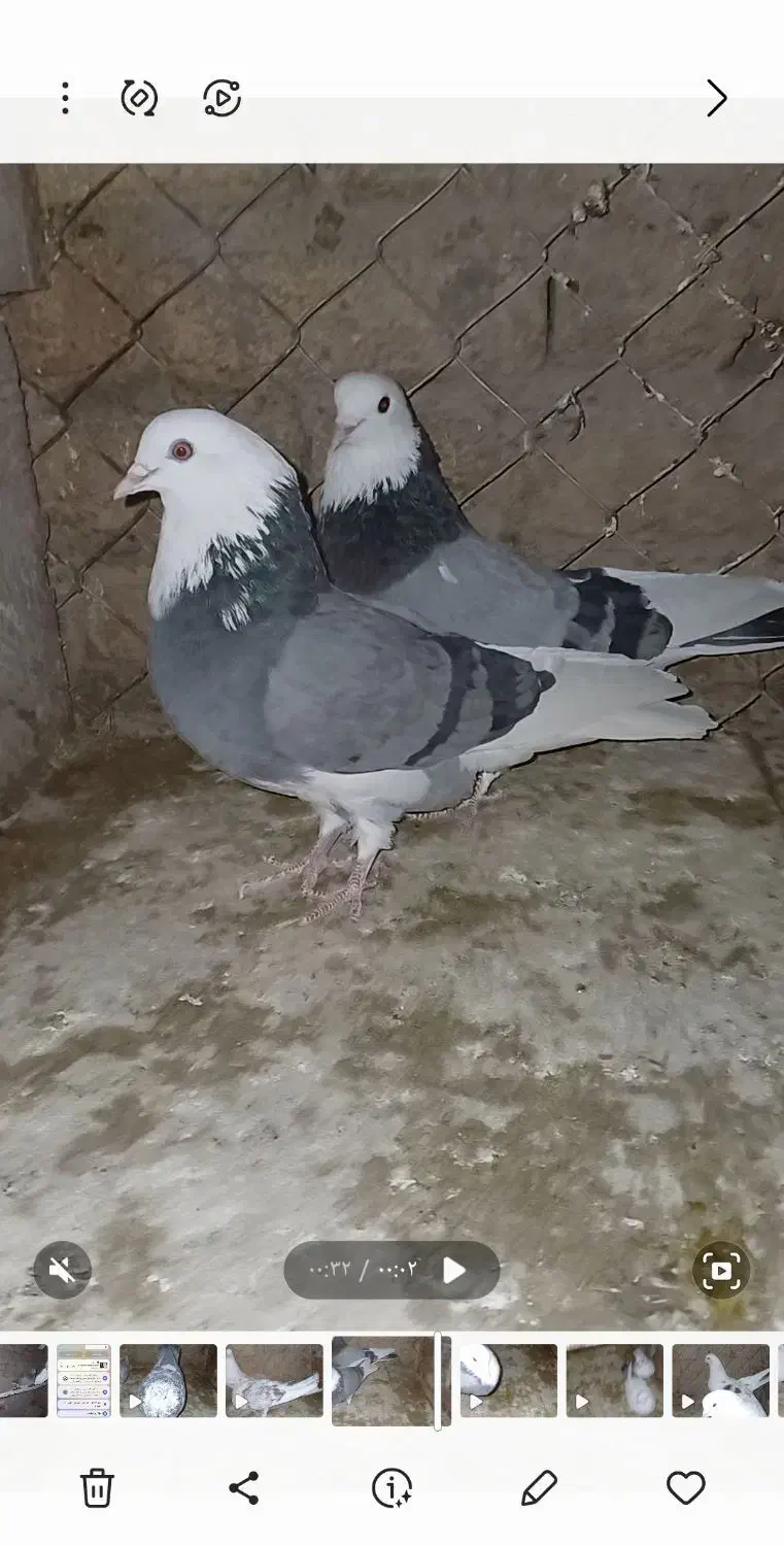 کبوتر|پرنده|تکاب, |دیوار