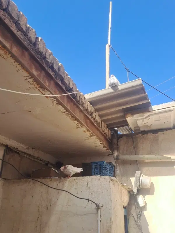 کفتر|پرنده|کوهدشت, |دیوار