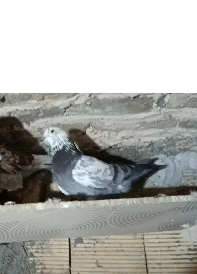 کبوتر|پرنده|خمین, |دیوار