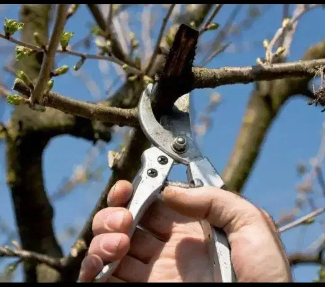 هرس باغ|خدمات باغبانی و درختکاری|کرمانشاه, |دیوار