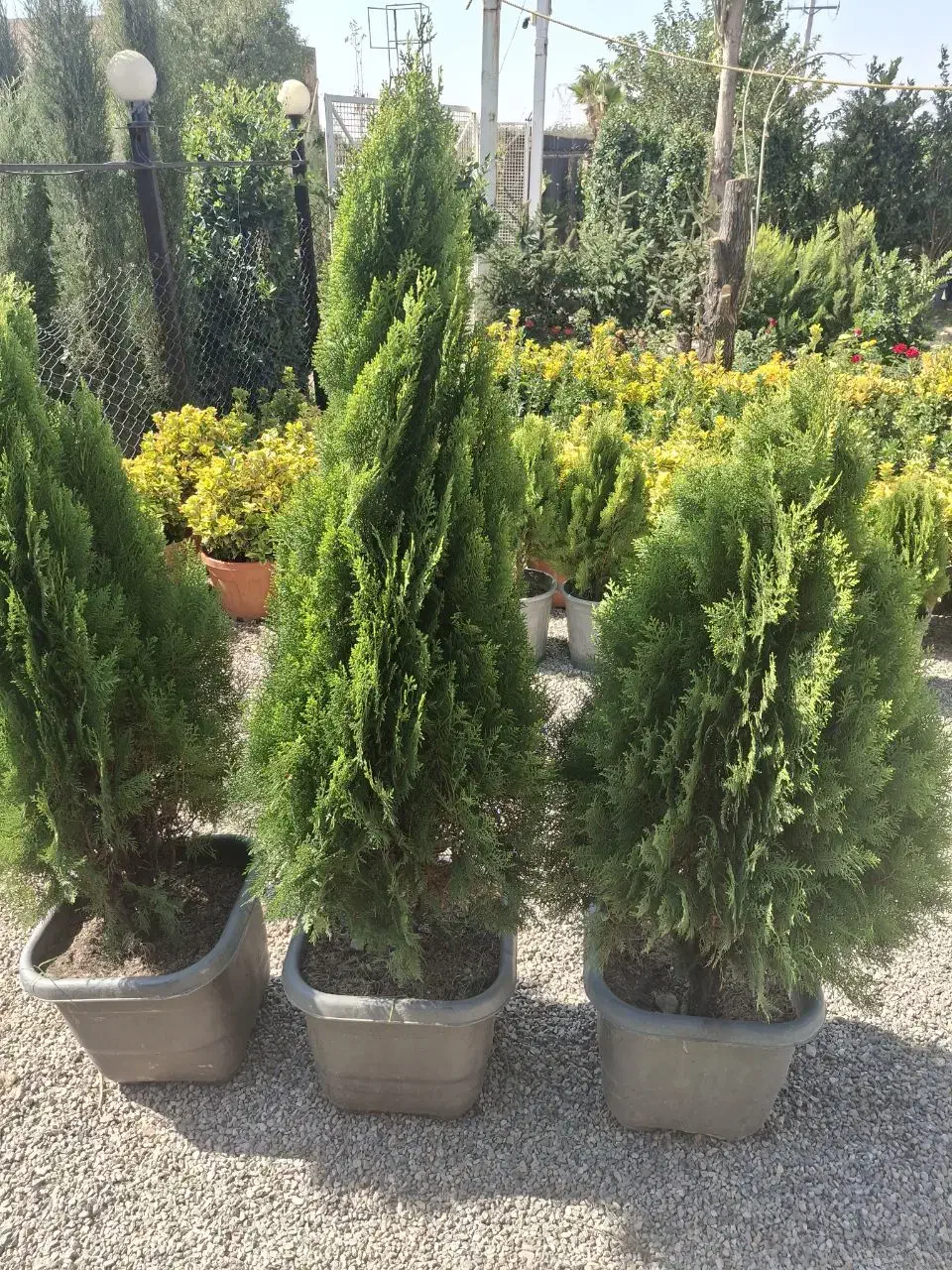 نهال|خدمات باغبانی و درختکاری|محمدیه-قزوین, |دیوار