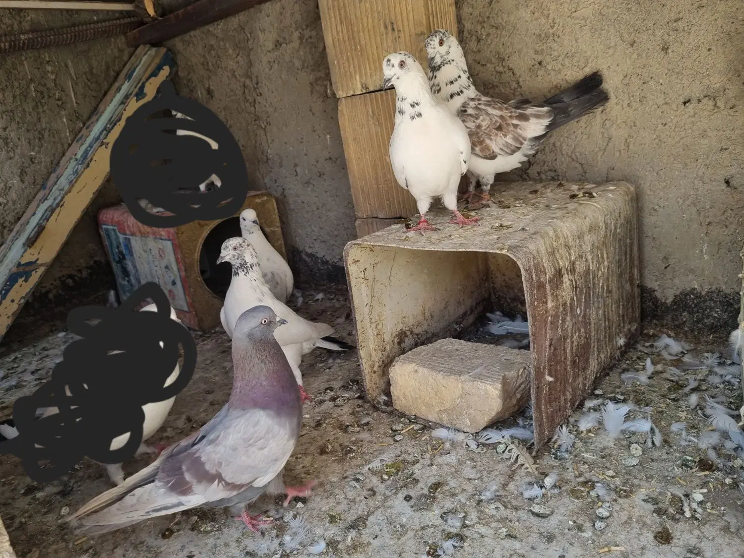 کفتر|پرنده|فلاورجان, |دیوار