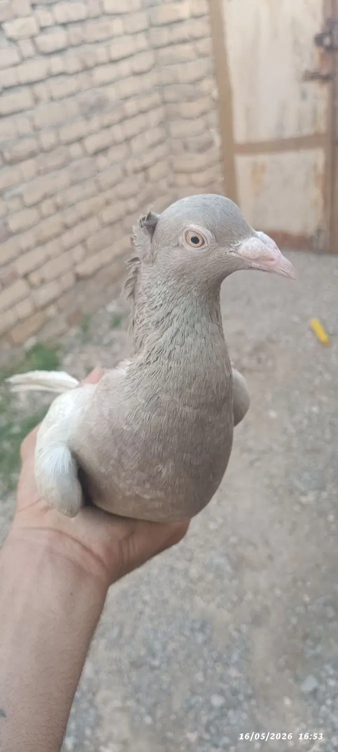 کفتر|پرنده|سده (خراسان جنوبی), |دیوار