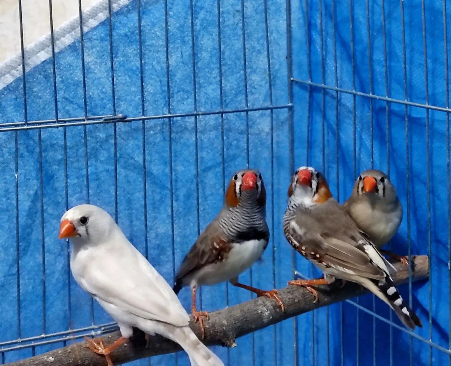 فنچ|پرنده|لنجان, |دیوار