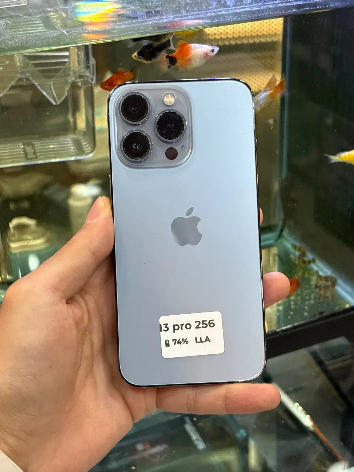 13pro 256 lla|موبایل|شیراز, زند|دیوار