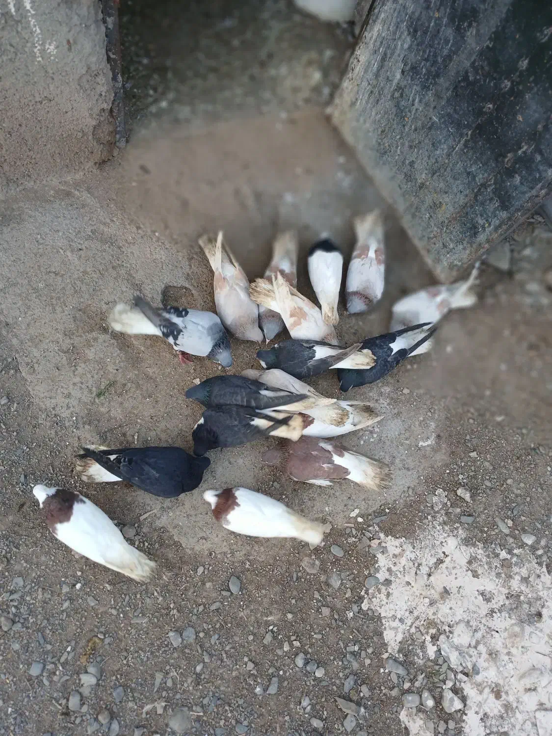 کفتر|پرنده|نیشابور, بنیاد شهید|دیوار