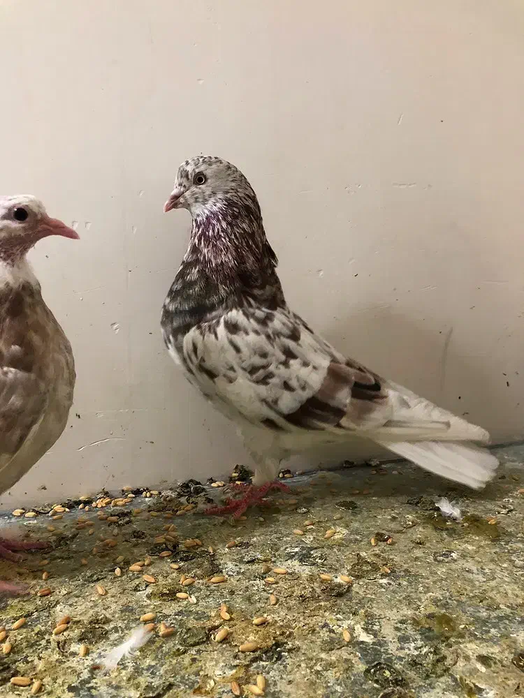 کبوتر سرور|پرنده|نسیم‌شهر, |دیوار