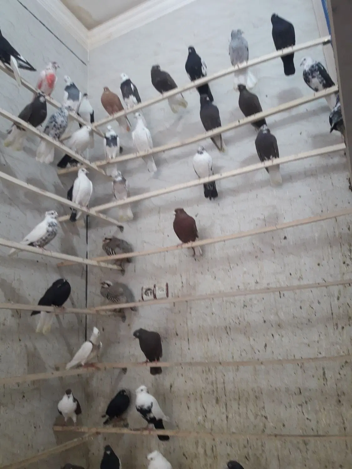 کبوتر|پرنده|ایلام, |دیوار