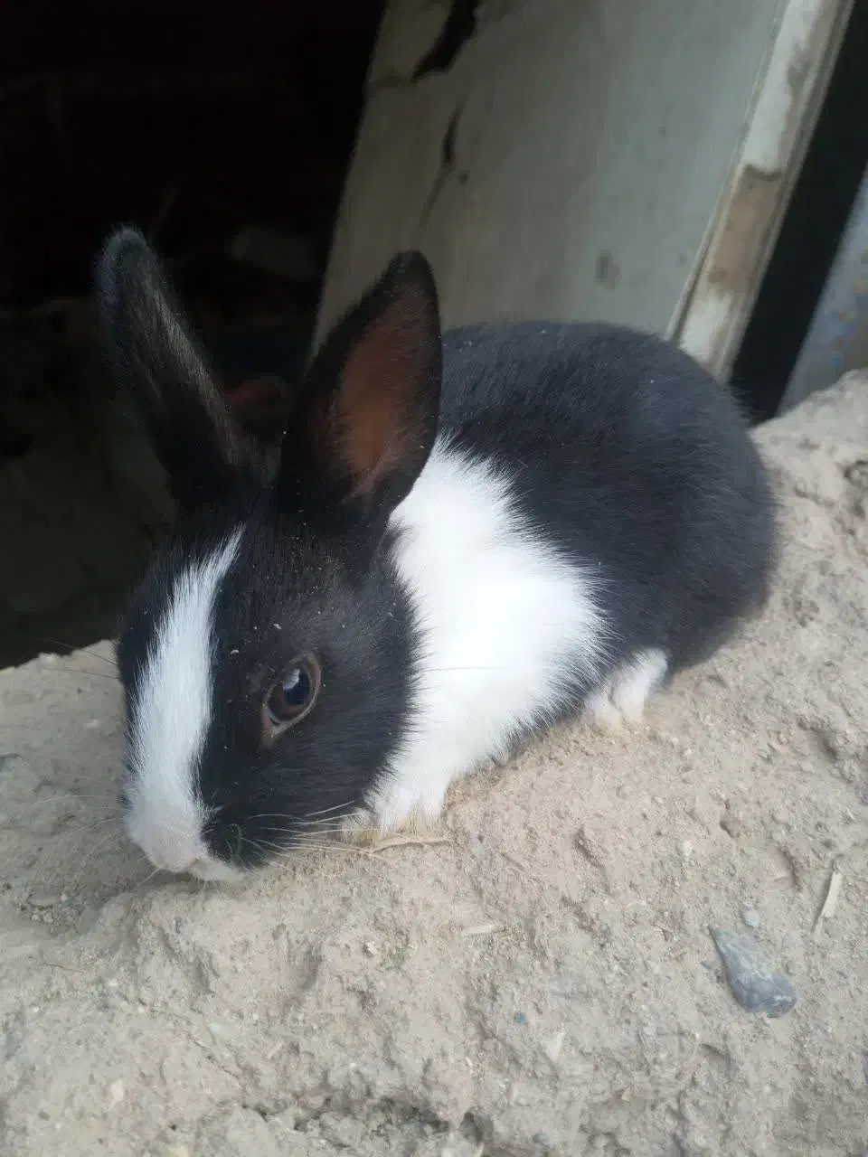 بچه خرگوش|موش و خرگوش|یزد, |دیوار