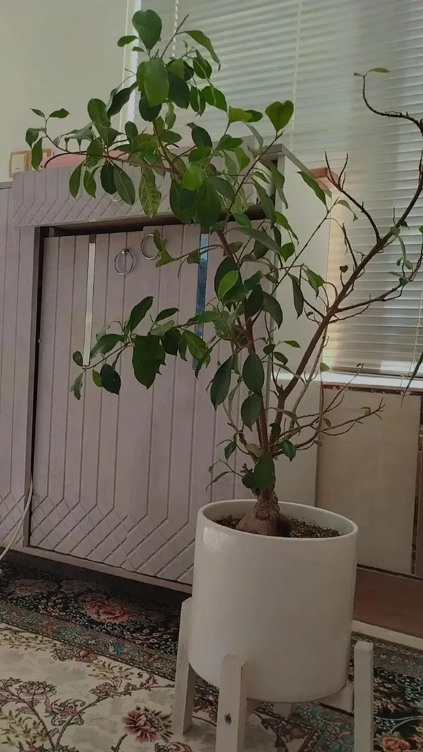 گل زیبا|گل و گیاه طبیعی|شیراز, کوشک میدان|دیوار