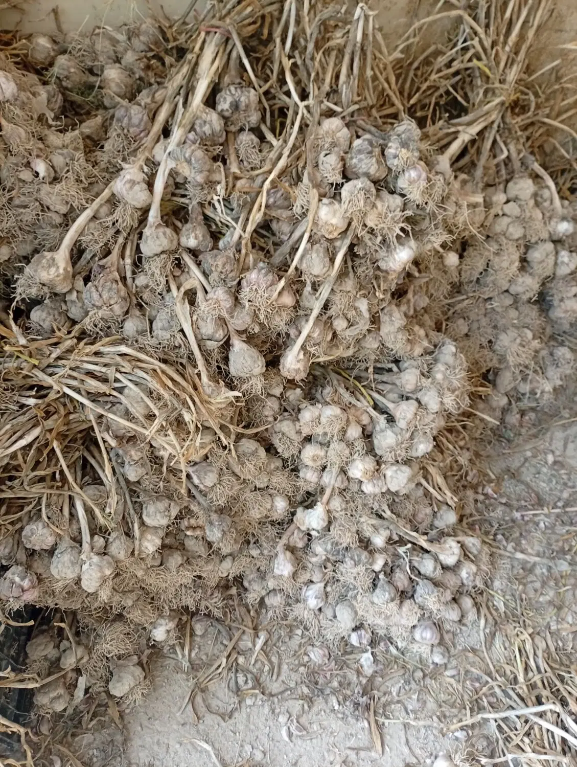 سیر محلی|عمده‌فروشی|سلفچگان, |دیوار